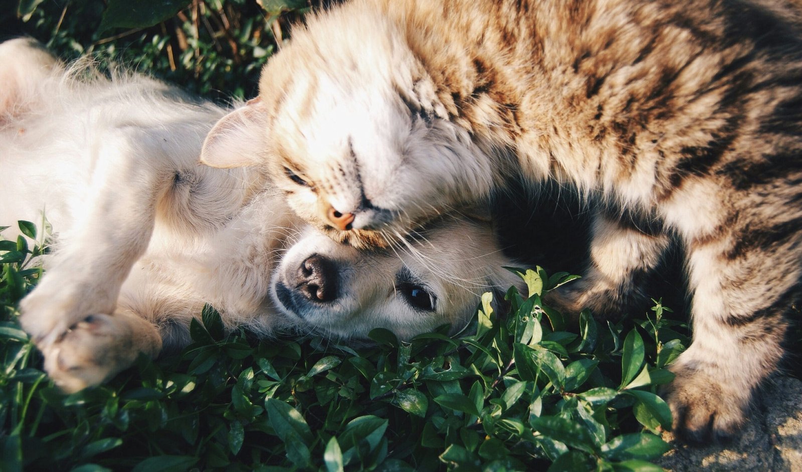 A Review of Pet-Friendly Accommodation in Jeju: The Perfect Getaway for You and Your Furry Friends