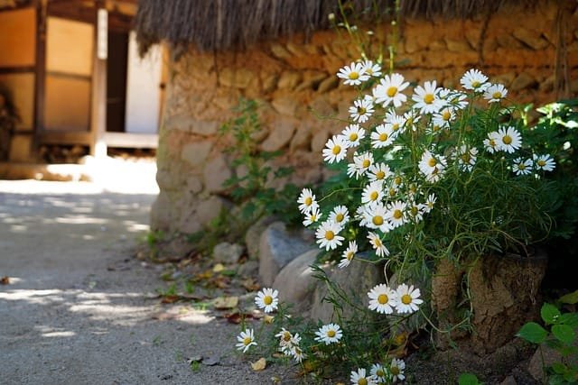 Thatch Roofed House
