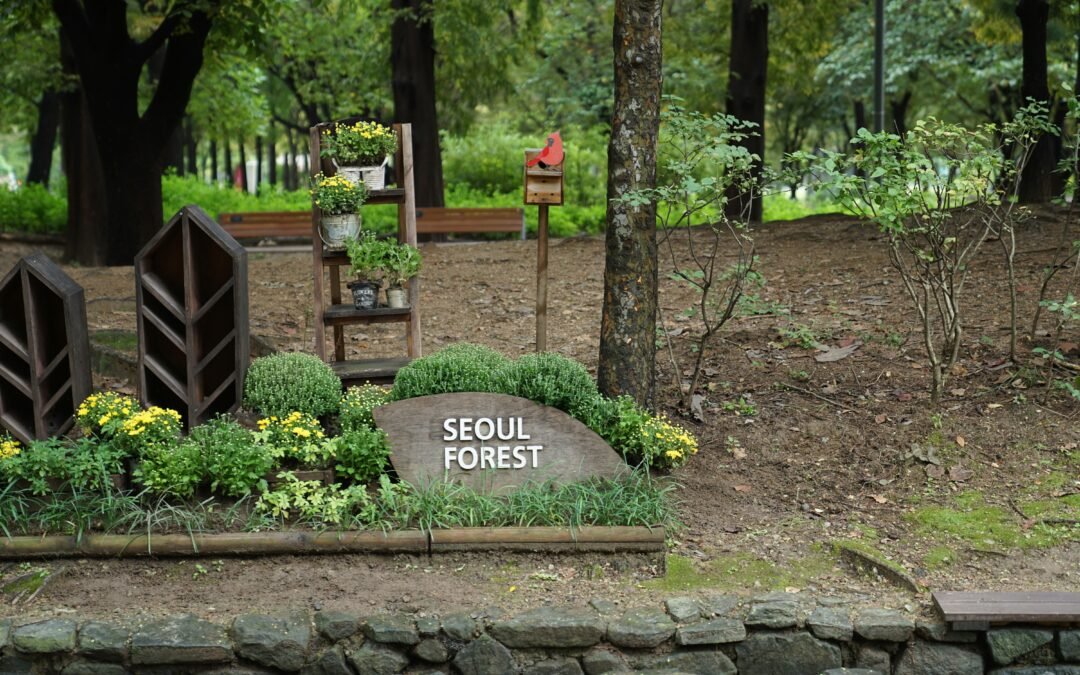 Exploring the Enchanting Saryeoni Forest Trail: A Nature Lover’s Paradise