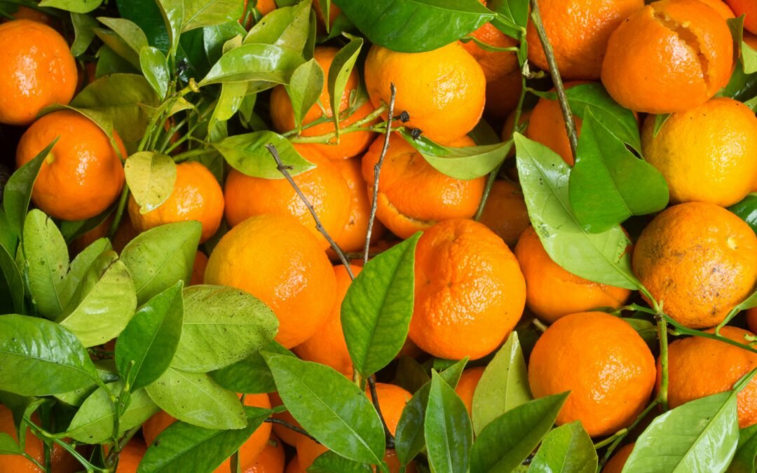 Tangerine Farm Adventures: A Sweet Escape into Nature